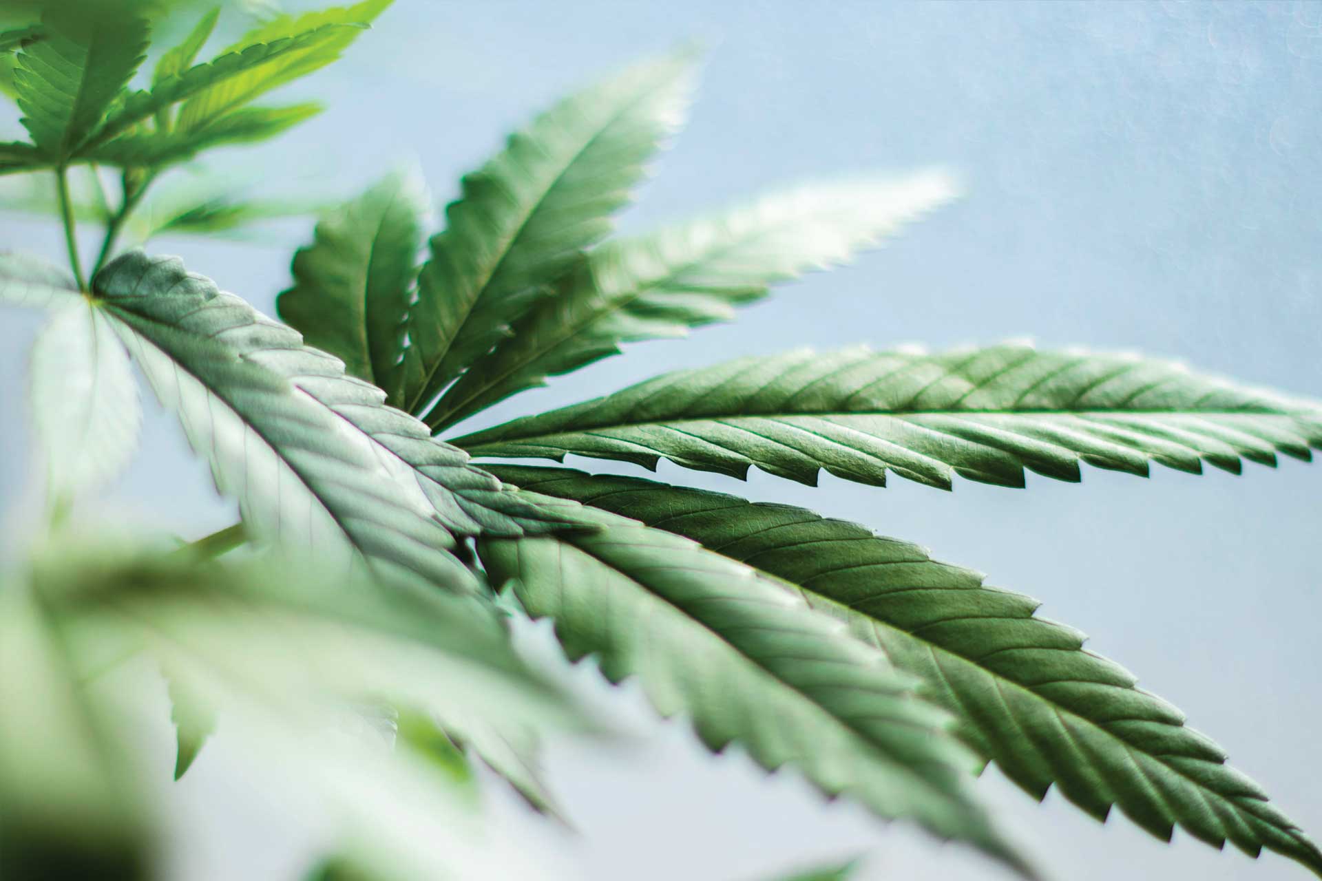 CBD is Everywhere Lately, But Do You Know how CBD Works?
